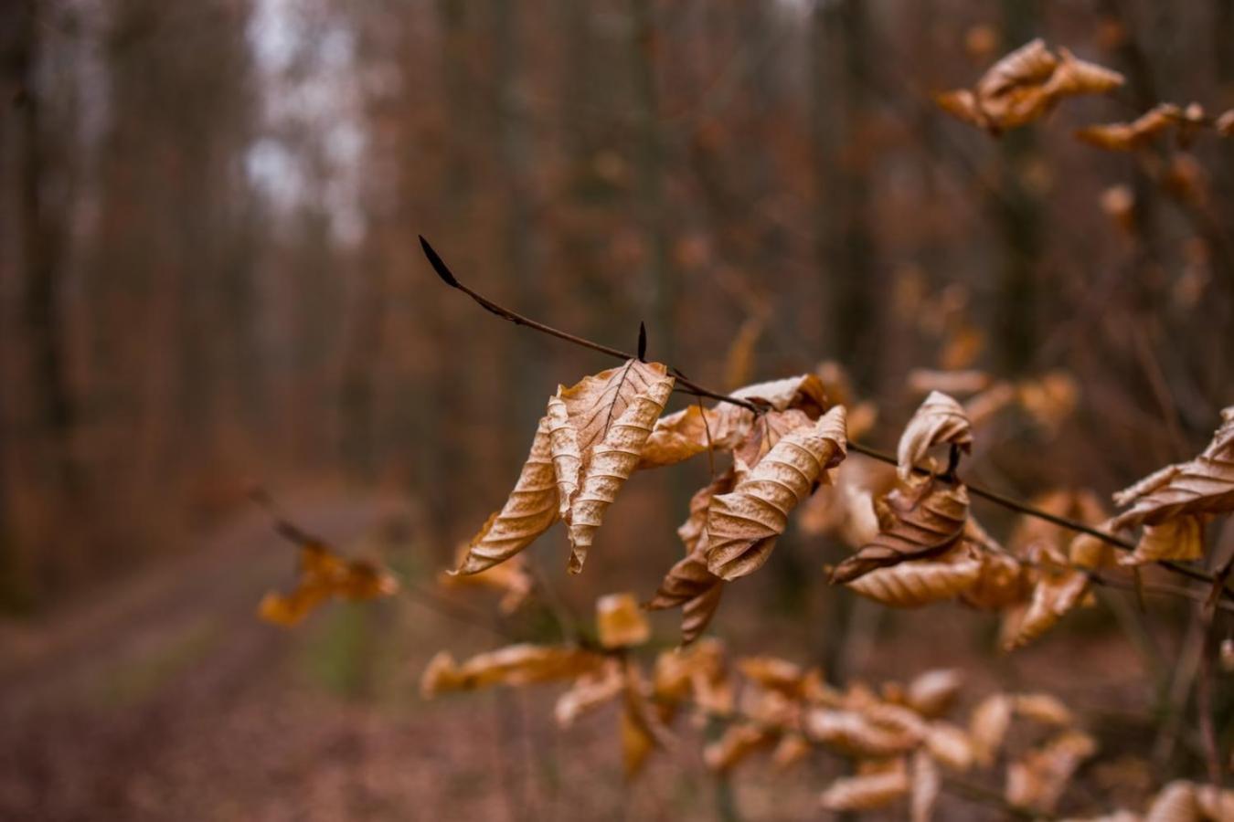 Hof Am Horn - Fewos In Der Natur Laichingen Esterno foto