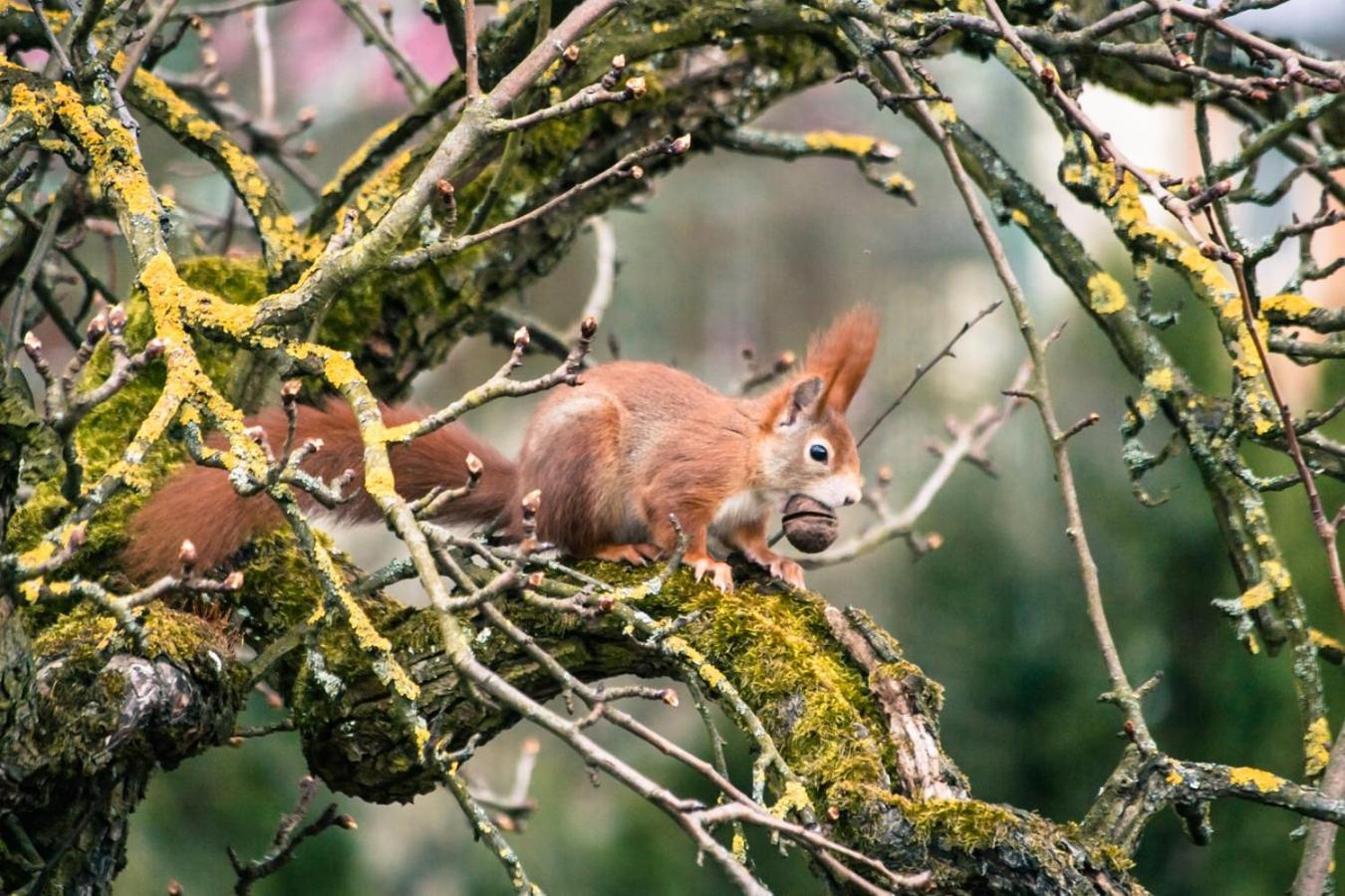 Hof Am Horn - Fewos In Der Natur Laichingen Esterno foto