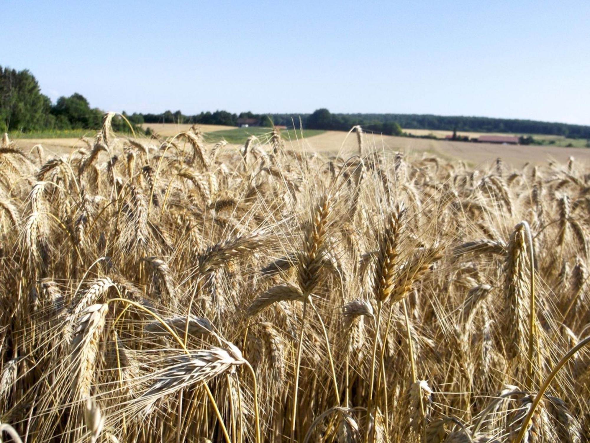 Hof Am Horn - Fewos In Der Natur Laichingen Esterno foto