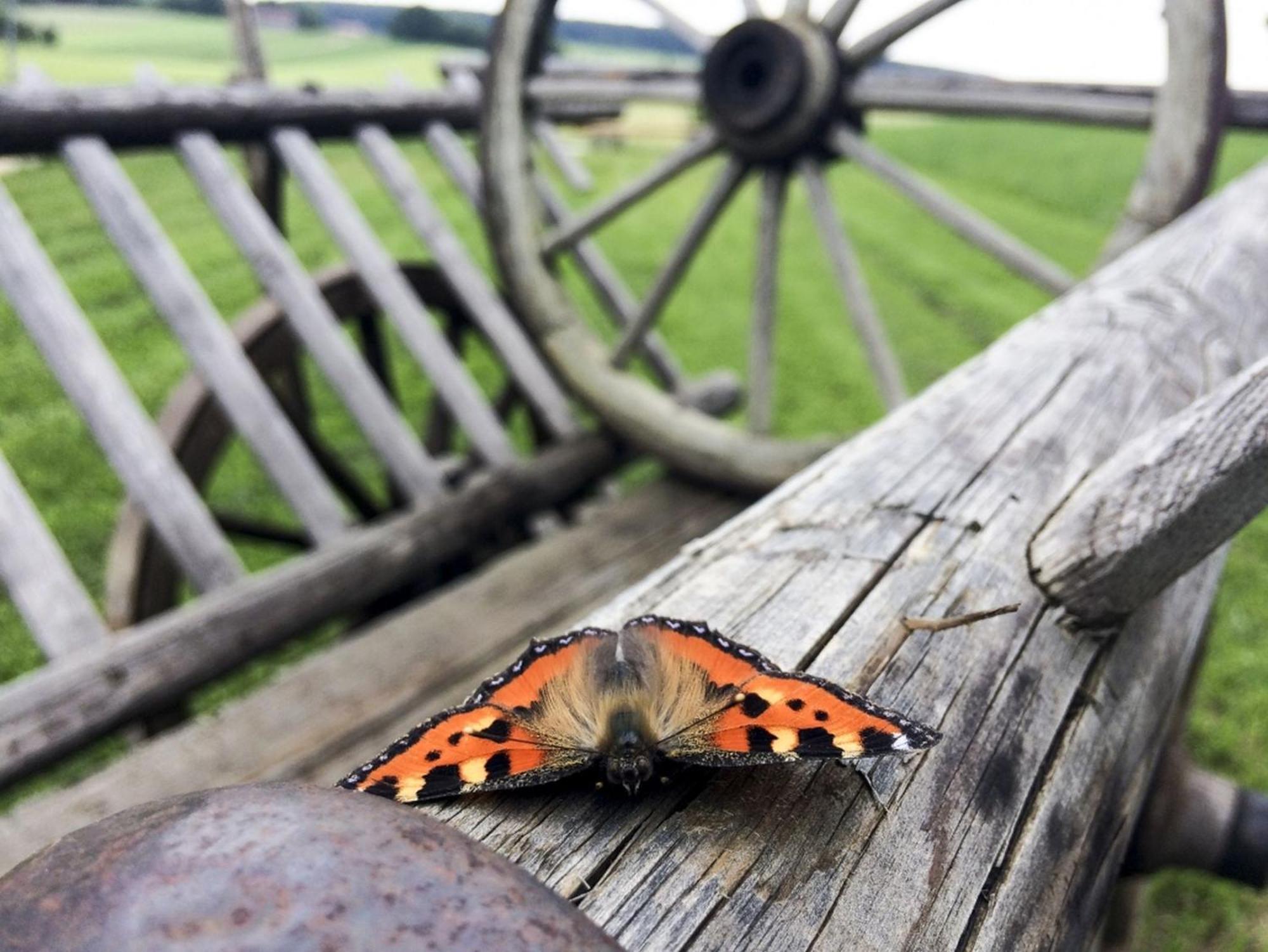 Hof Am Horn - Fewos In Der Natur Laichingen Esterno foto